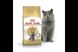 Корм для взрослых котов ROYAL CANIN BRITISH SHORTHAIR ADULT 10.0 кг 2060155173 фото 1